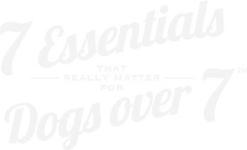 7 essentials that really matter for dogs over 7.
