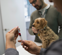 Dog getting an exam for early detection.
