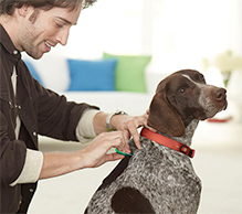 Dog getting parasite protection services.