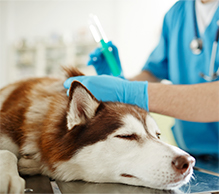 Dog getting a vaccine shot.