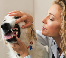 Dog getting dental care.