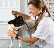 Dog getting an exam.