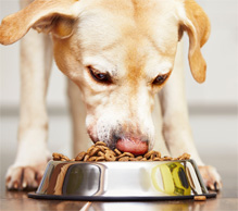 Dog eating healthy food.